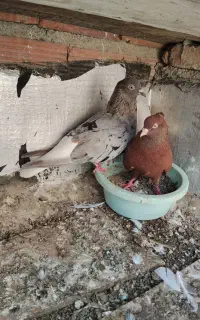 جفت دم سفید