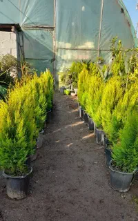 فروش نهال مرکبات و میوه در گیلان سنگر