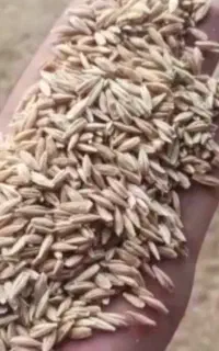 جو آبی شهبد درجه یک بوجاری  شده