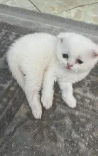گربه اسکاتیش