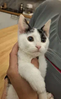 هدیه فرشته کوچولو