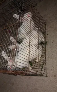 خرگوش چشم آلبالوی