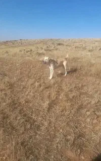 واگذاری سگ سرابی گله نگهبان