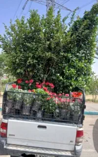 خدمات باغبانی باغچه کاری گل کاری  تمام نقاط تهران