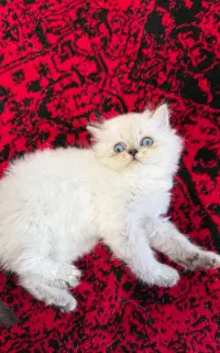 بچه گربه سیلور