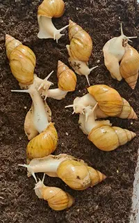 حلزون ارزون قیمت