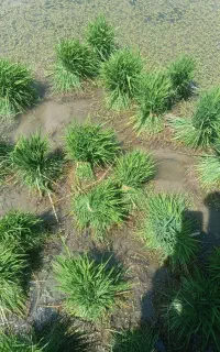 بذر شالی دستی طارم هلال کنده شده آماده نشا