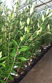 فروش ویژه زیتون اصلاح شدهکنسروالیا