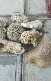 مرجان و شن آکواریوم طبیعی