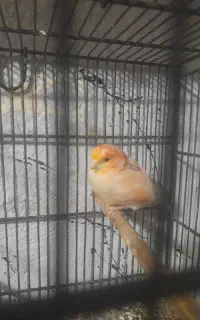 قناری نر بخوان تازه صاف