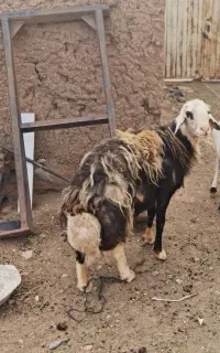 قوچ پوست گاوی