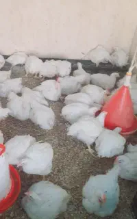 مرغ گوشتی حراج