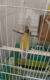 طوطی برزیلی