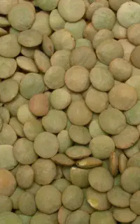 حبوبات