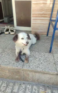 سگ.واگذاری