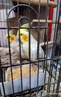 یک جفت عروسی مولد تخم گذار