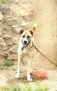 سگ .