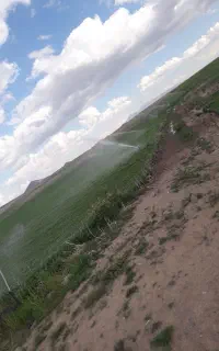 یونجه خشک پرس