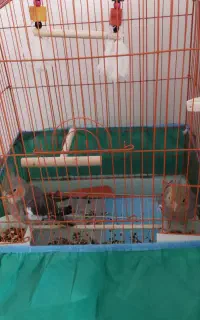 عروس هلندی نروماده