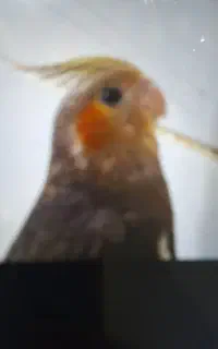 گمشده