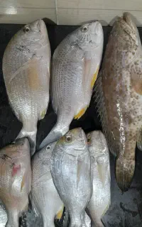 ماهی شوم و همور
