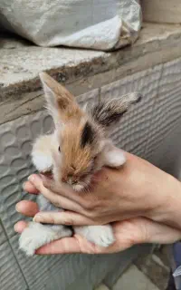 خرگوش لپ پشمالو .