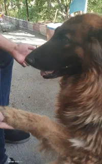 سگ ژرمن
