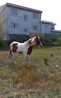 مادیان ابلغ