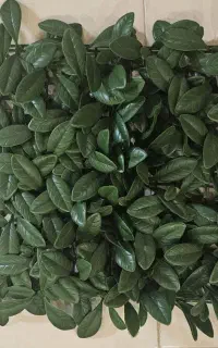 گرین وال