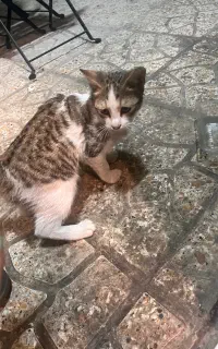 واگذاری بچه گربه