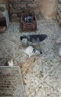 پرنده