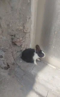 خرگوش