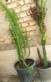 افوربیا