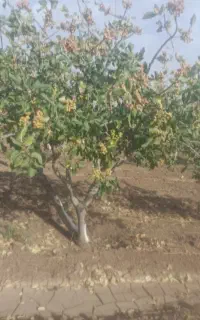 پایان خشکی وکم باری درختان