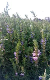 بادرشبی ( بادرنجبویه) بدون کود و سم شیمیایی