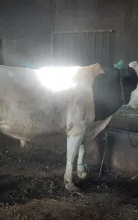 گاو