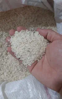 برنج طارم هاشمی