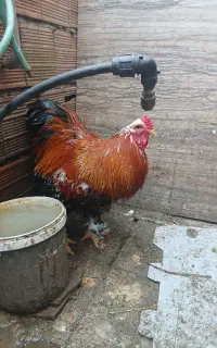 مرغ و خروس برهمایی و پا پر