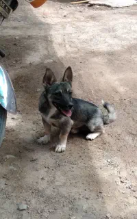 سگ پاکوتاه