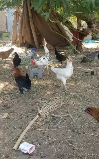 باسلام مرغ و خروس محلی یکی یک میلیون ودویست تخمی