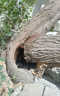 خرید چوب