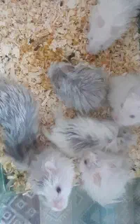 ۸تا همستر سفید و خاکستری