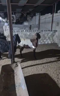 بز ابستن و کهره و بز کهره دار و پازن