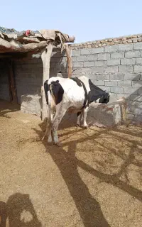 گاو آبست شیری