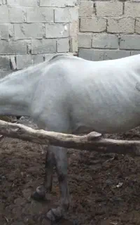 شادگان