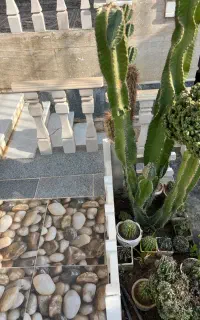 کاکتوس پیوندی بزرگ