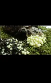 خاویار حلزون