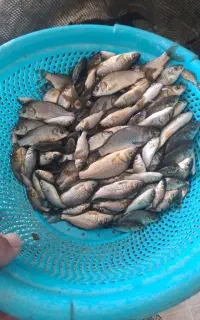 غزل الاو.بچه ماهی‌کپوروسیباس