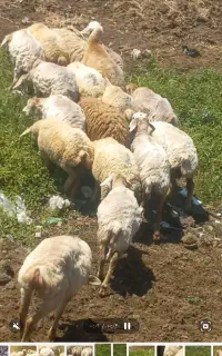 طوغلو گوسفند ماده مغانی بیست عدد