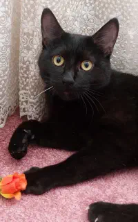 قهرمان مشکی